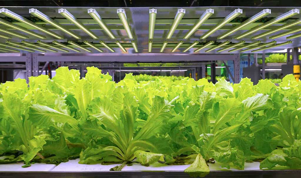 How to choose the best full spectrum LED grow lights for your crops?