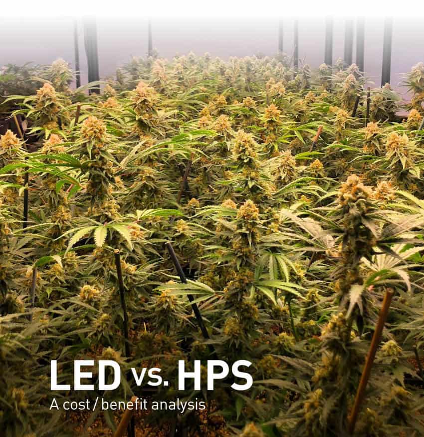 LED vs HPS whitepaper